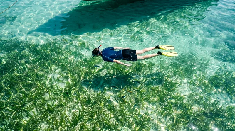 Snorkeler at shallow depth above seagrass and small fish at Siam Bay